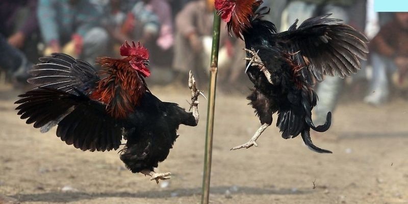 Bí kíp chơi đá gà siêu hay cho tân binh